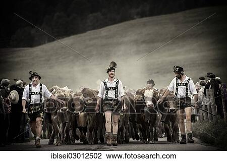 Stock Image - "Shepherds with a herd of cattle during the Viehscheid cattle drive, Gunzesried, Allgau, Bavaria, Germany, Europe". Fotosearch
