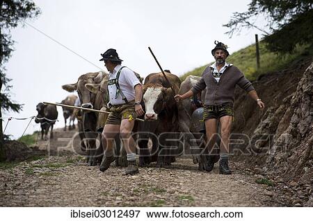 "Shepherds with a herd of cattle during the Viehscheid cattle drive, Gunzesried, Allgau, Bavaria, Germany, Europe" View Large Photo Image Stock Photo - "Shepherds with a herd of cattle during the Viehscheid cattle drive, Gunzesried, Allgau, Bavaria, Germany, Europe". Fotosearch
