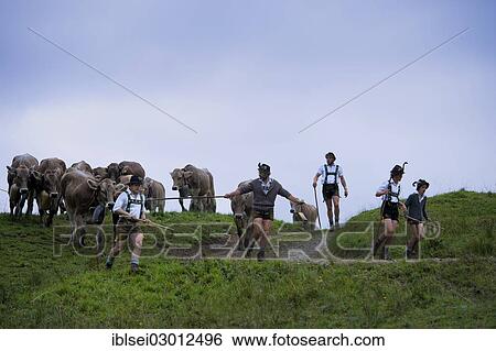"Shepherds with a herd of cattle during the Viehscheid cattle drive, Gunzesried, Allgau, Bavaria, Germany, Europe" View Large Photo Image Stock Photograph - "Shepherds with a herd of cattle during the Viehscheid cattle drive, Gunzesried, Allgau, Bavaria, Germany, Europe". Fotosearch