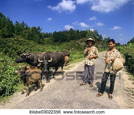 "Shepherds with water buffaloes and calves, Zentralvietnam, Vietnam, Asia" View Large Photo Image Stock Photograph - "Shepherds with water buffaloes and calves, Zentralvietnam, Vietnam, Asia". Fotosearch