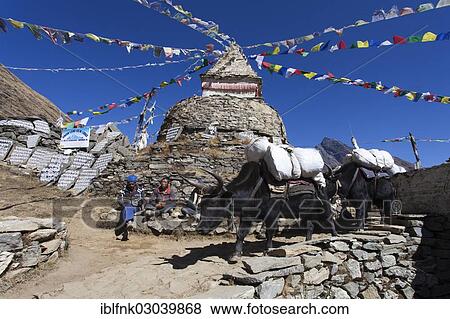 Stock Photo - "Sherpas and Yaks (Bos mutus) in front of a Buddhist stupa with prayer flags, Sagarmatha National Park, Mongla, Khulna, Bagerhat, Nepal, Asia". Fotosearch