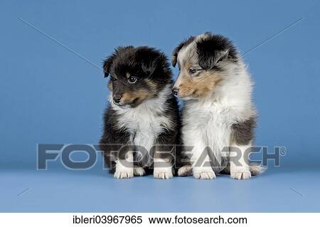 Shetland Cane Pastore Cuccioli 6 Settimane Tricolore Blu