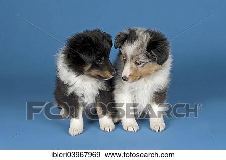 Shetland Cane Pastore Cuccioli 6 Settimane Tricolore Blu