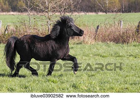 "Shetland Pony, Schleswig-Holstein, Germany, Europe" View Large Photo Image Stock Image - "Shetland Pony, Schleswig-Holstein, Germany, Europe". Fotosearch