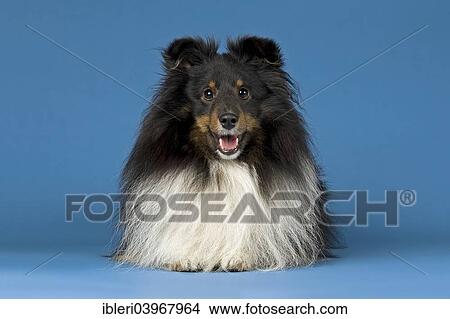 Picture - "Shetland Sheepdog, male". Fotosearch