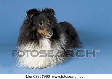 "Shetland Sheepdog, male" View Large Photo Image Stock Image - "Shetland Sheepdog, male". Fotosearch