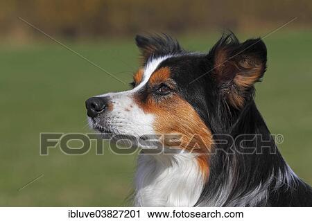 "Shetland Sheepdog or Sheltie, Portrait" View Large Photo Image Stock Image - "Shetland Sheepdog or Sheltie, Portrait". Fotosearch