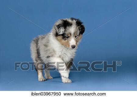 "Shetland Sheepdog puppy, 6 weeks, Blue Merle" View Large Photo Image Stock Image - "Shetland Sheepdog puppy, 6 weeks, Blue Merle". Fotosearch