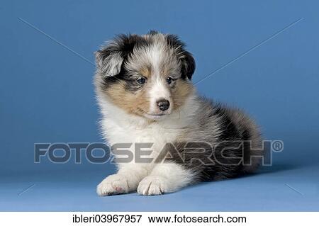 Shetland Sheepdog Puppy 6 Weeks Blue Merle Stock Photo Shetland Sheepdog Puppy 6 Weeks Blue