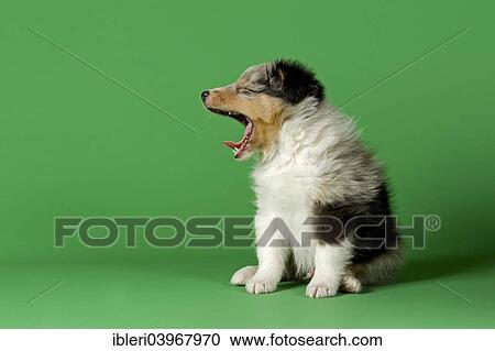 "Shetland Sheepdog puppy, 6 weeks, color Blue Merle" View Large Photo Image Stock Image - "Shetland Sheepdog puppy, 6 weeks, color Blue Merle". Fotosearch