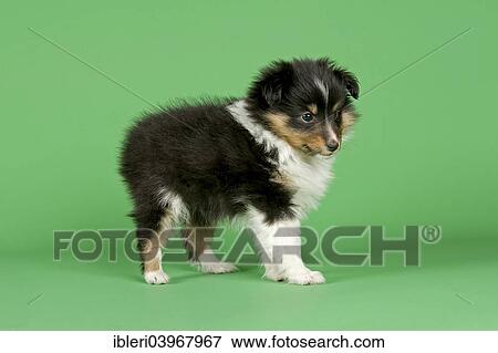 "Shetland Sheepdog puppy, 6 weeks, tricolor" View Large Photo Image Stock Photo - "Shetland Sheepdog puppy, 6 weeks, tricolor". Fotosearch