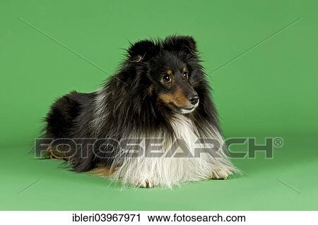 Shetland Sheepdog View Large Photo Image Stock Image - Shetland Sheepdog. Fotosearch
