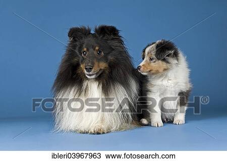 "Shetland Sheepdogs, male dog and puppy" View Large Photo Image Stock Image - "Shetland Sheepdogs, male dog and puppy". Fotosearch