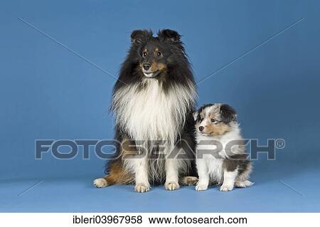 "Shetland Sheepdogs, male dog and puppy" View Large Photo Image Stock Photo - "Shetland Sheepdogs, male dog and puppy". Fotosearch
