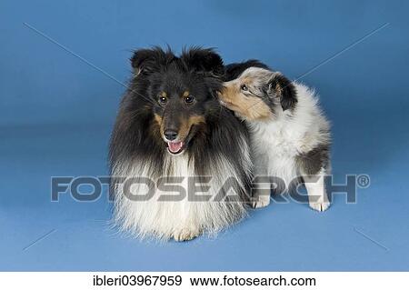 "Shetland Sheepdogs, male dog and puppy" View Large Photo Image Stock Photo - "Shetland Sheepdogs, male dog and puppy". Fotosearch