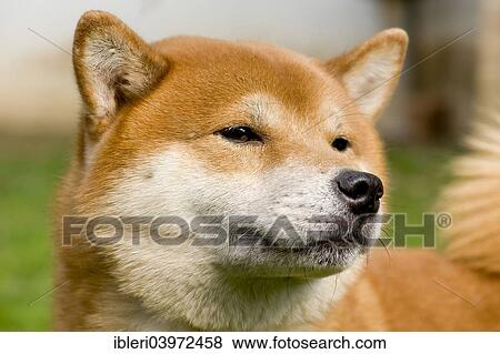 "Shiba Inu, dog breed, portrait" View Large Photo Image Stock Photo - "Shiba Inu, dog breed, portrait". Fotosearch