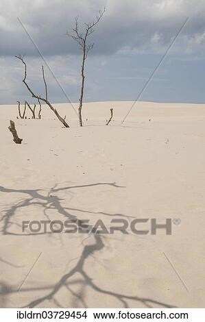 "Shifting sand dunes slowly but inexorably swallowing up adjacent trees, Slowinski National Park, Pomeranian Voivodeship, Poland, Europe" View Large Photo Image Picture - "Shifting sand dunes slowly but inexorably swallowing up adjacent trees, Slowinski National Park, Pomeranian Voivodeship, Poland, Europe". Fotosearch