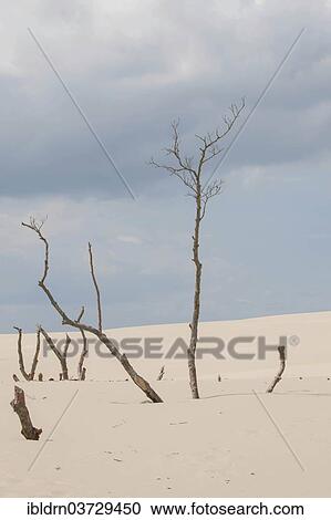 "Shifting sand dunes slowly but inexorably swallowing up adjacent trees, Slowinski National Park, Pomeranian Voivodeship, Poland, Europe" View Large Photo Image Stock Image - "Shifting sand dunes slowly but inexorably swallowing up adjacent trees, Slowinski National Park, Pomeranian Voivodeship, Poland, Europe". Fotosearch