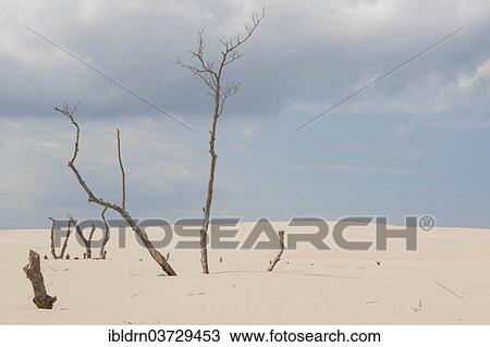 Stock Image - "Shifting sand dunes slowly but inexorably swallowing up adjacent trees, Slowinski National Park, Pomeranian Voivodeship, Poland, Europe". Fotosearch