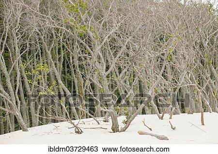 Stock Image - "Shifting sand dunes slowly but inexorably swallowing up adjacent trees, Slowinski National Park, Pomeranian Voivodeship, Poland, Europe". Fotosearch