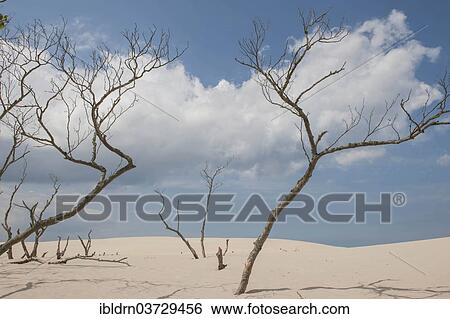 "Shifting sand dunes slowly but inexorably swallowing up adjacent trees, Slowinski National Park, Pomeranian Voivodeship, Poland, Europe" View Large Photo Image Stock Photograph - "Shifting sand dunes slowly but inexorably swallowing up adjacent trees, Slowinski National Park, Pomeranian Voivodeship, Poland, Europe". Fotosearch