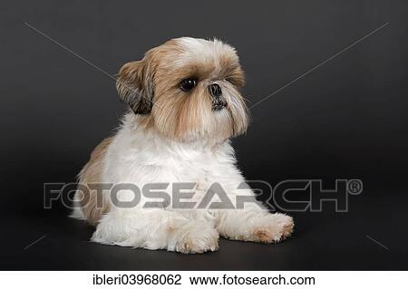 Stock Image - "Shih Tzu, bitch, 6 years, colours gold and white". Fotosearch