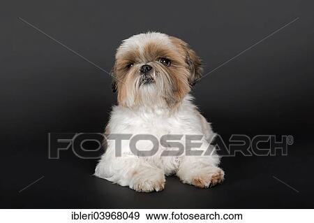 Stock Photo - "Shih Tzu, bitch, 6 years, colours gold and white". Fotosearch