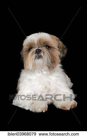 "Shih Tzu, bitch, 6 years, colours gold and white" View Large Photo Image Stock Photo - "Shih Tzu, bitch, 6 years, colours gold and white". Fotosearch