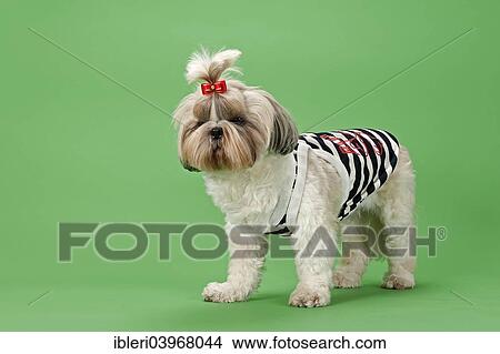 Picture - "Shih Tzu dog, 3 years, colour white gold, wearing dog clothing". Fotosearch