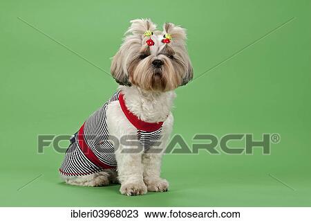 "Shih Tzu dog, 3 years, colour white gold, wearing dog clothing" View Large Photo Image Stock Image - "Shih Tzu dog, 3 years, colour white gold, wearing dog clothing". Fotosearch