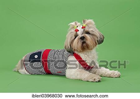 "Shih Tzu dog, 3 years, colour white gold, wearing dog clothing" View Large Photo Image Stock Image - "Shih Tzu dog, 3 years, colour white gold, wearing dog clothing". Fotosearch