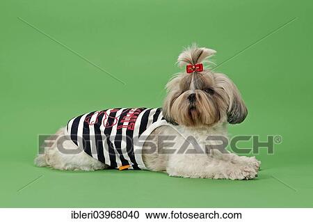 "Shih Tzu dog, 3 years, colour white gold, wearing dog clothing" View Large Photo Image Stock Image - "Shih Tzu dog, 3 years, colour white gold, wearing dog clothing". Fotosearch