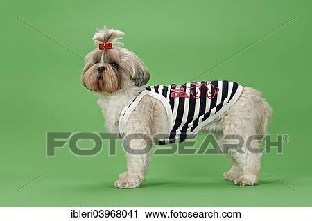 "Shih Tzu dog, 3 years, colour white gold, wearing dog clothing" View Large Photo Image Stock Image - "Shih Tzu dog, 3 years, colour white gold, wearing dog clothing". Fotosearch