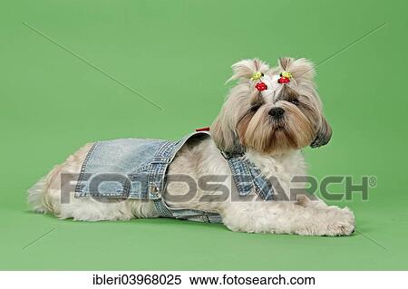 Stock Photography - "Shih Tzu dog, 3 years, colour white gold, wearing dog clothing". Fotosearch