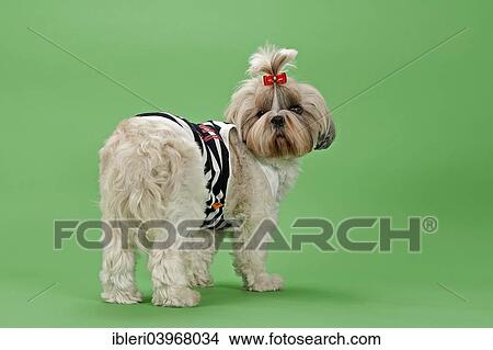 "Shih-Tzu dog, 3 years, female, gold and white, with dog clothing" View Large Photo Image Picture - "Shih-Tzu dog, 3 years, female, gold and white, with dog clothing". Fotosearch