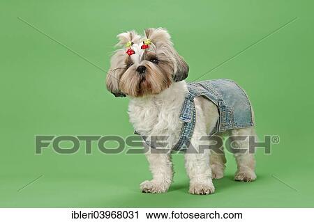 "Shih-Tzu dog, 3 years, female, gold and white, with dog clothing" View Large Photo Image Stock Image - "Shih-Tzu dog, 3 years, female, gold and white, with dog clothing". Fotosearch