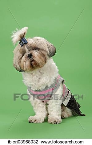 "Shih-Tzu dog, 3 years, female, gold and white, with dog clothing" View Large Photo Image Stock Image - "Shih-Tzu dog, 3 years, female, gold and white, with dog clothing". Fotosearch