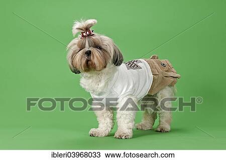 "Shih-Tzu dog, 3 years, female, gold and white, with dog clothing" View Large Photo Image Stock Image - "Shih-Tzu dog, 3 years, female, gold and white, with dog clothing". Fotosearch