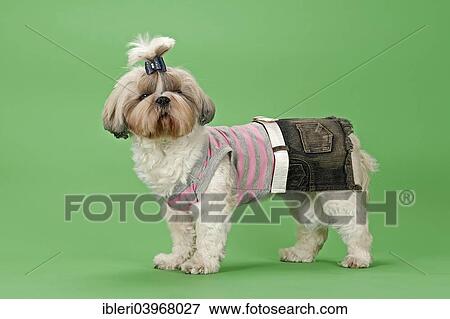 "Shih-Tzu dog, 3 years, female, gold and white, with dog clothing" View Large Photo Image Stock Photo - "Shih-Tzu dog, 3 years, female, gold and white, with dog clothing". Fotosearch