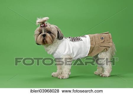 "Shih-Tzu dog, 3 years, female, gold and white, with dog clothing" View Large Photo Image Stock Photo - "Shih-Tzu dog, 3 years, female, gold and white, with dog clothing". Fotosearch