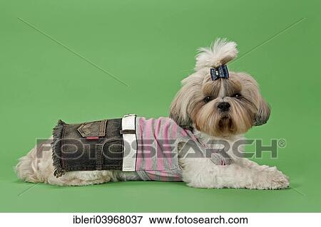 Stock Photo - "Shih-Tzu dog, 3 years, female, gold and white, with dog clothing". Fotosearch