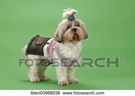 "Shih-Tzu dog, 3 years, female, gold and white, with dog clothing" View Large Photo Image Stock Photo - "Shih-Tzu dog, 3 years, female, gold and white, with dog clothing". Fotosearch