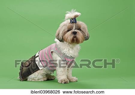 "Shih-Tzu dog, 3 years, female, gold and white, with dog clothing" View Large Photo Image Stock Photograph - "Shih-Tzu dog, 3 years, female, gold and white, with dog clothing". Fotosearch