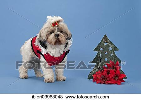 Stock Photo - "Shih-Tzu dog (Canis lupus familiaris), bitch, 3 years, colour gold and white, dog clothing, Christmas setting". Fotosearch