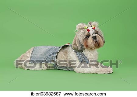 "Shih-Tzu dog (Canis lupus familiaris), bitch, 3 years, colour gold and white, with dog clothing" View Large Photo Image Stock Photo - "Shih-Tzu dog (Canis lupus familiaris), bitch, 3 years, colour gold and white, with dog clothing". Fotosearch