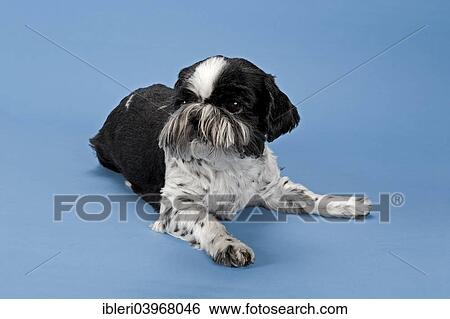 Stock Photograph - "Shih Tzu, female, 10 years, black and white". Fotosearch