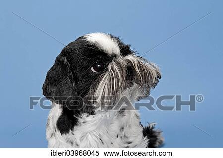 "Shih Tzu, female, 10 years, black and white" View Large Photo Image Stock Photography - "Shih Tzu, female, 10 years, black and white". Fotosearch