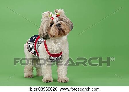 "Shih Tzu, female, 3 years, colour white gold, wearing dog clothing" View Large Photo Image Stock Image - "Shih Tzu, female, 3 years, colour white gold, wearing dog clothing". Fotosearch