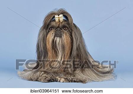 "Shih Tzu, female, 6 years, silver, blue, brindle, long hair" View Large Photo Image Stock Image - "Shih Tzu, female, 6 years, silver, blue, brindle, long hair". Fotosearch