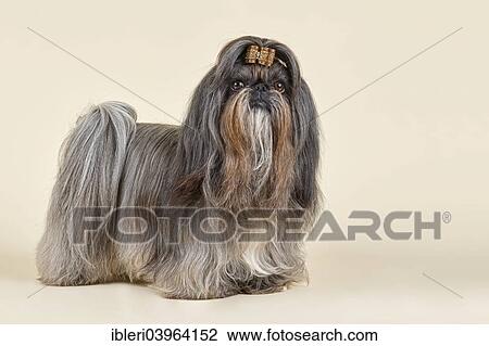 "Shih Tzu, female, 6 years, silver, blue, brindle, long hair" View Large Photo Image Stock Image - "Shih Tzu, female, 6 years, silver, blue, brindle, long hair". Fotosearch